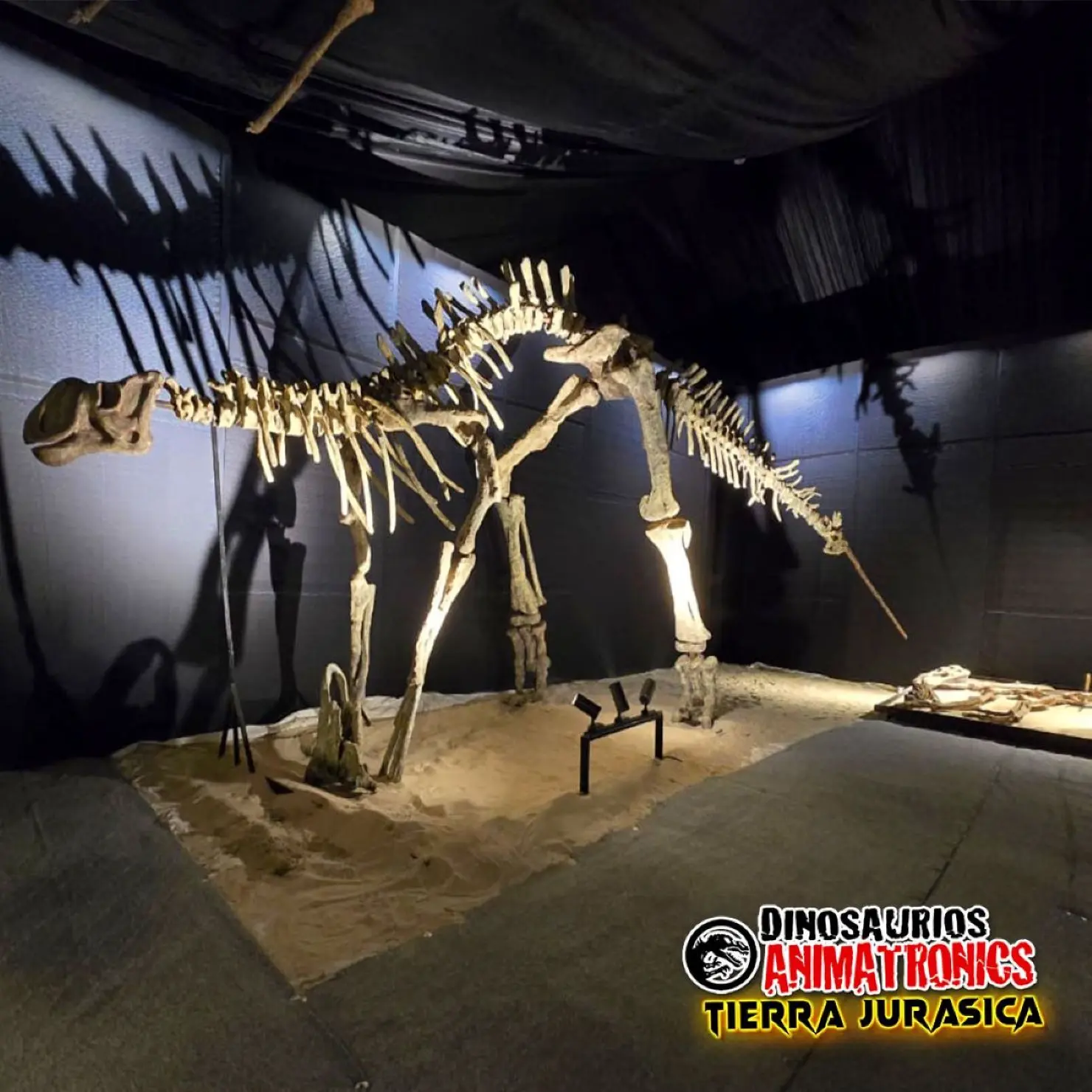 La exhibición de dinosaurios de Mazatlán, es para niños y adultos.