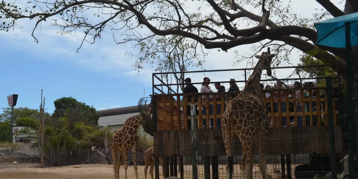 El Zoológico de Culiacán se llena de espíritu navideño con el Mercado Navideño este domingo. Foto: Juan Madrigal