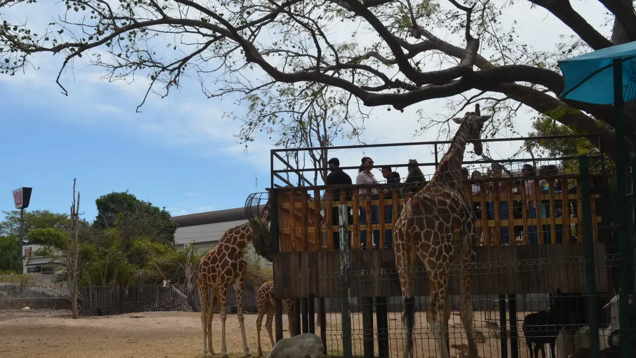 El Zoológico de Culiacán se llena de espíritu navideño con el Mercado Navideño este domingo. Foto: Juan Madrigal