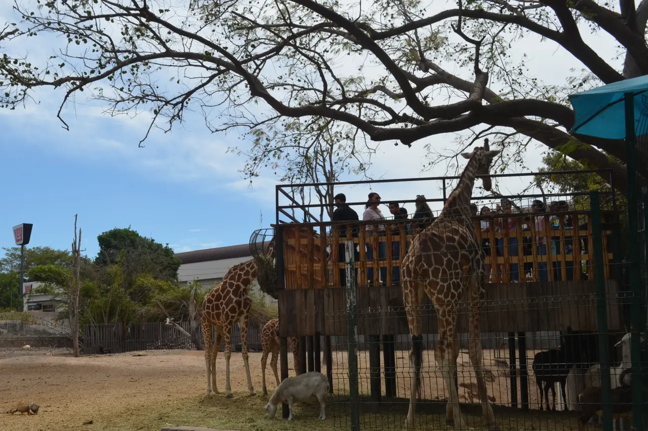 El Zoológico de Culiacán se llena de espíritu navideño con el Mercado Navideño este domingo. Foto: Juan Madrigal