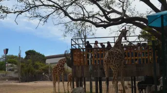 Este domingo, no te pierdas el Mercado Navideño en el Zoológico de Culiacán