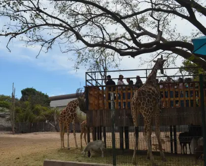 Este domingo, no te pierdas el Mercado Navideño en el Zoológico de Culiacán