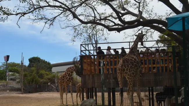 El Zoológico de Culiacán se llena de espíritu navideño con el Mercado Navideño este domingo. Foto: Juan Madrigal