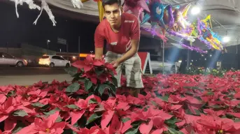 El Vivero Alejo, un rincón navideño al norte de Culiacán