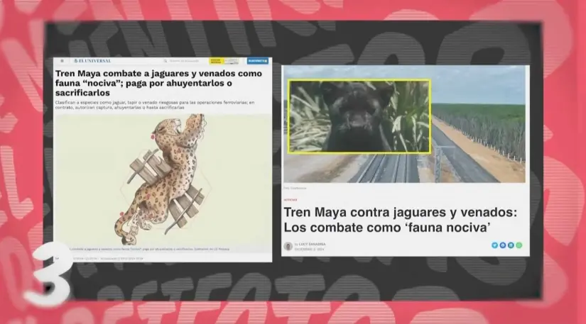 Mentira sobre combate a jaguares y venados por parte de SEDENA. Mañanera del Pueblo. Mentira sobre combate a jaguares y venados por parte de SEDENA. Mañanera del Pueblo.