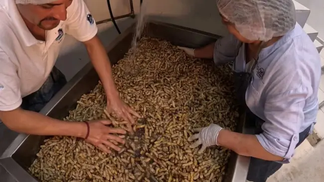 Tarimoro exporta el mejor cacahuate de Guanajuato a Estados Unidos.
