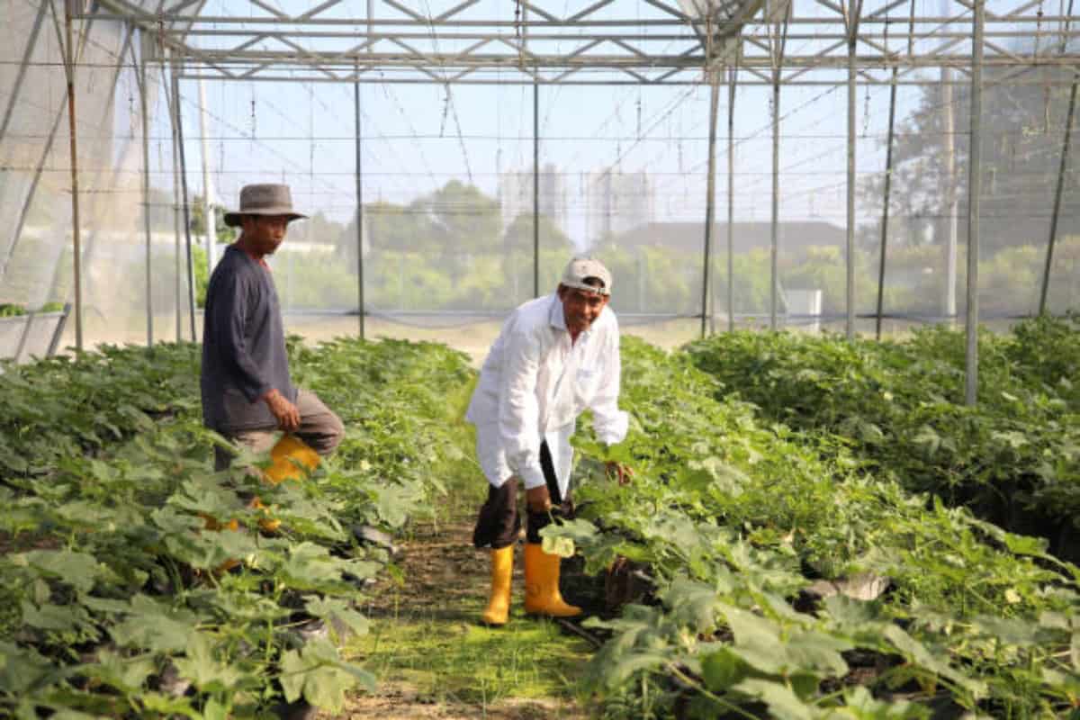 La baja de mano de obra agrícola en Culiacán es una tendencia creciente: Enrique Riveros