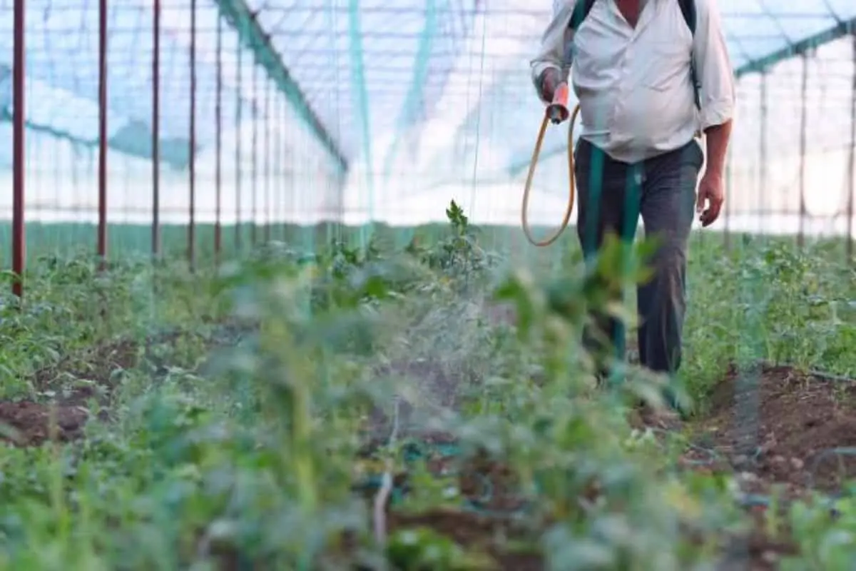 La mano de obra en los campos agrícolas de Culiacán ha ido disminuyendo durante los últimos años.