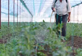 La baja de mano de obra agrícola en Culiacán es una tendencia creciente: Enrique Riveros