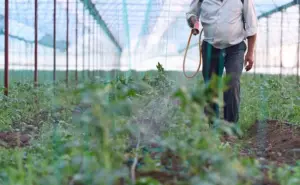 La baja de mano de obra agrícola en Culiacán es una tendencia creciente: Enrique Riveros