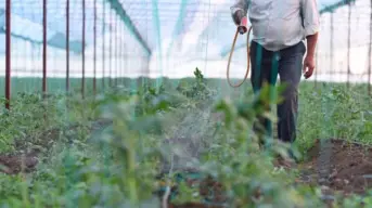 La baja de mano de obra agrícola en Culiacán es una tendencia creciente: Enrique Riveros