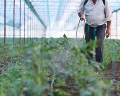 La baja de mano de obra agrícola en Culiacán es una tendencia creciente: Enrique Riveros