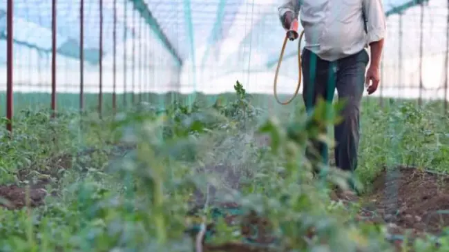 La mano de obra en los campos agrícolas de Culiacán ha ido disminuyendo durante los últimos años.