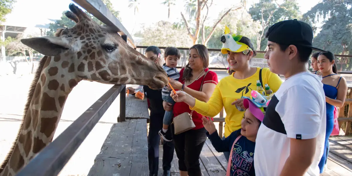 Un día de convivencia y creatividad en el Zoológico de Culiacán durante su posada navideña y su 66 aniversario de fundación.