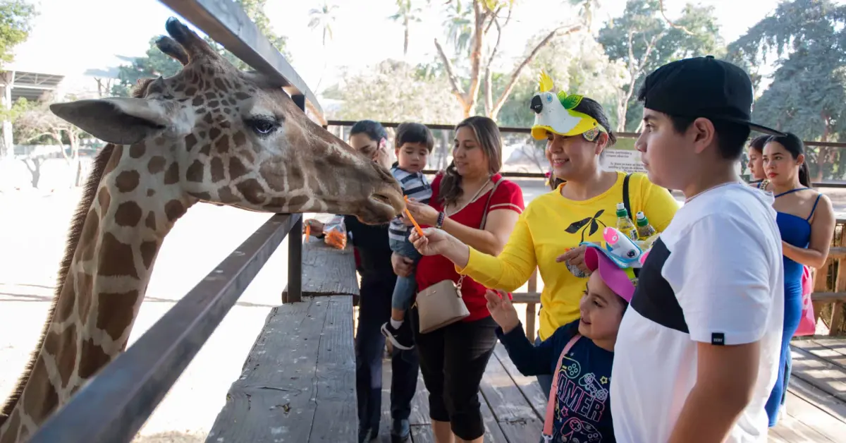 Doble festejo en el Zoológico de Culiacán: Navidad y 66 años de historia