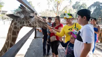 Doble festejo en el Zoológico de Culiacán: Navidad y 66 años de historia