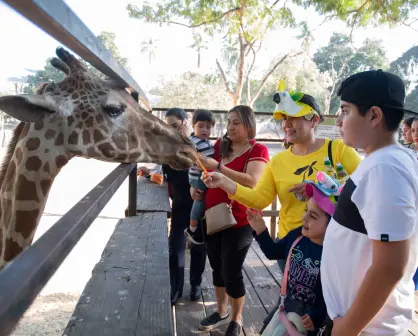 Doble festejo en el Zoológico de Culiacán: Navidad y 66 años de historia