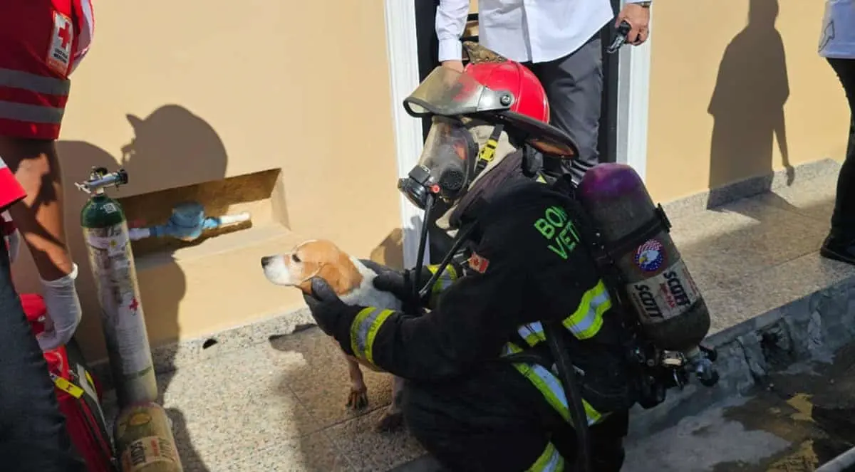 Heroica labor de Bomberos Mazatlán: Rescatan a una mujer, un menor y dos perritos de un incendio