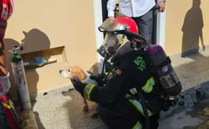 Heroica labor de Bomberos Mazatlán: Rescatan a una mujer, un menor y dos perritos de un incendio