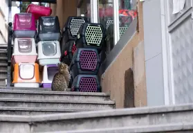 Cuidado responsable: Cómo elegir el mejor servicio para tu perro o gato