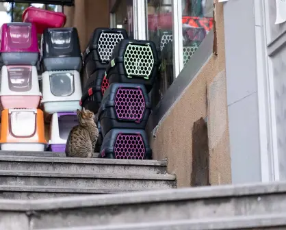 Cuidado responsable: Cómo elegir el mejor servicio para tu perro o gato