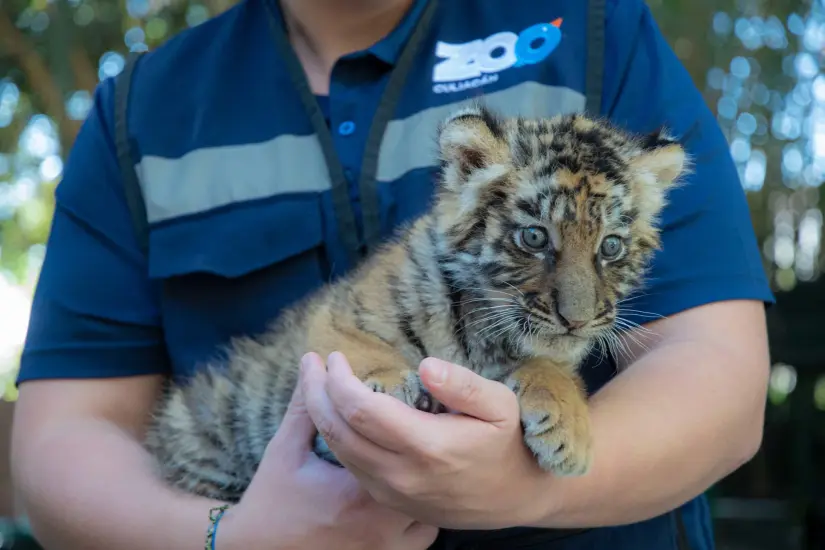 Nacimiento de tigre de bengala en el Zoológico de Culiacán