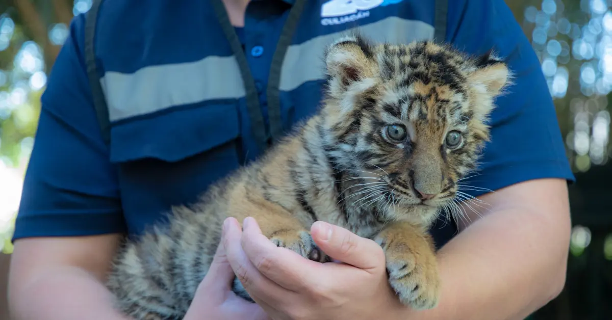 Zoológico de Culiacán celebra nacimiento de nuevo integrante: tigre de bengala