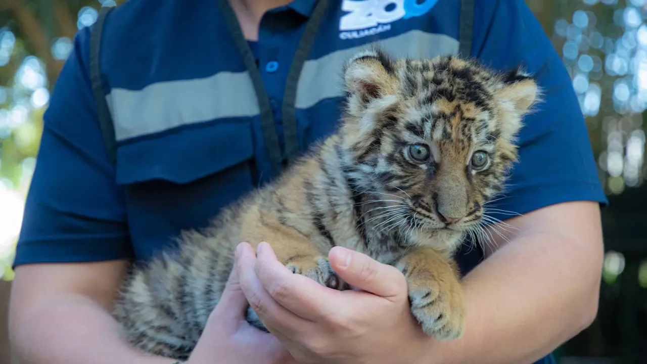 Zoológico de Culiacán celebra nacimiento de nuevo integrante: tigre de bengala.