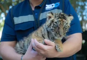 Zoológico de Culiacán celebra nacimiento de nuevo integrante: tigre de bengala