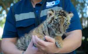 Zoológico de Culiacán celebra nacimiento de nuevo integrante: tigre de bengala