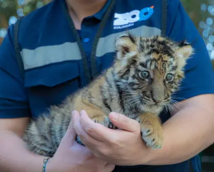 Zoológico de Culiacán celebra nacimiento de nuevo integrante: tigre de bengala