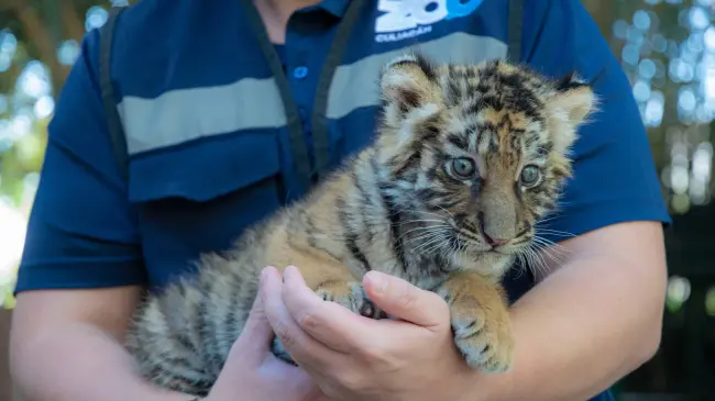 Zoológico de Culiacán celebra nacimiento de nuevo integrante: tigre de bengala.