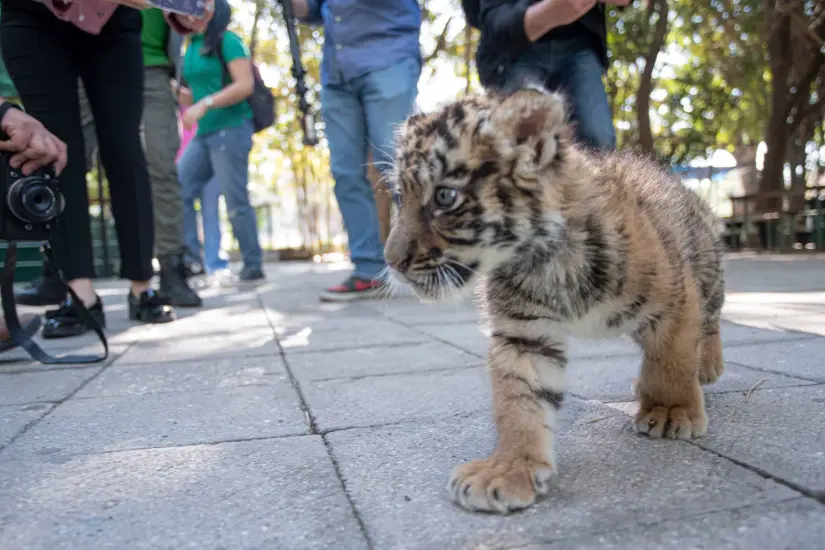 nacimiento de tigre de bengala en el Zoológico de Culiacán