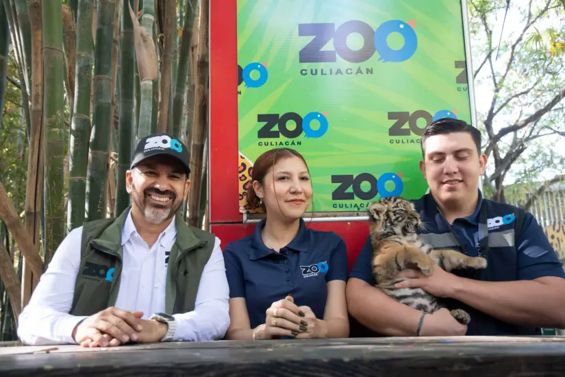 Anuncian nacimiento de tigre de bengala en el Zoológico de Culiacán
