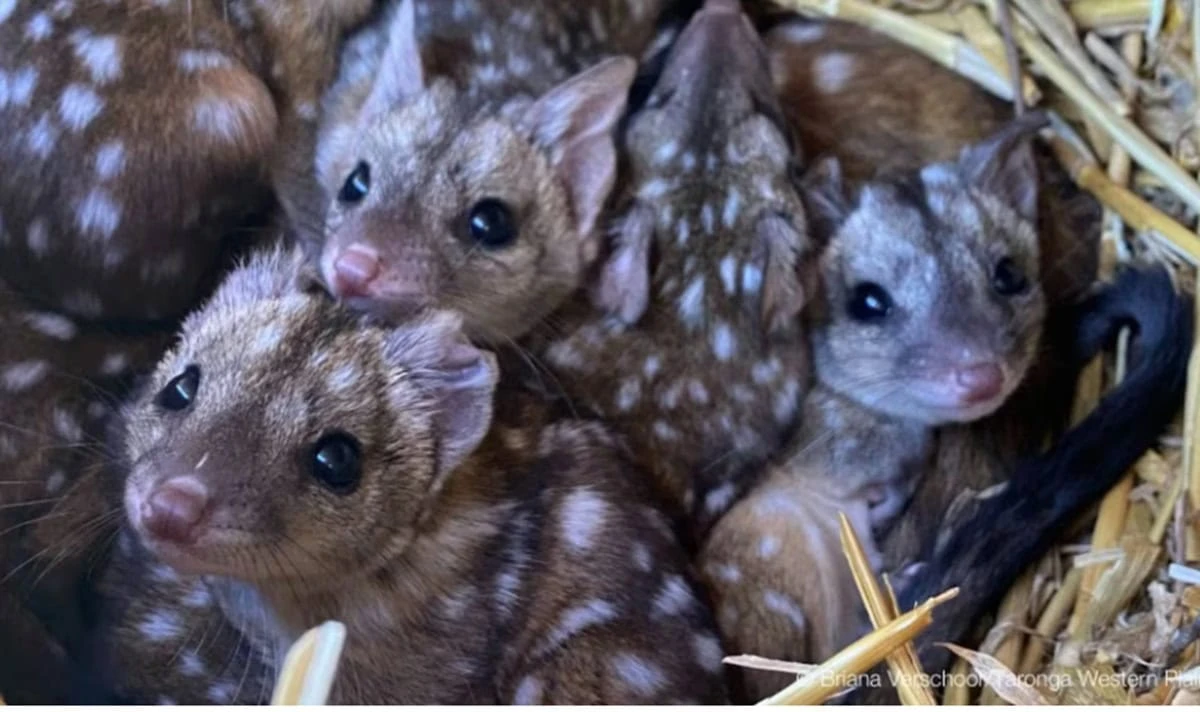 Marsupiales (Facebook Australian Wildlife Conservancy).