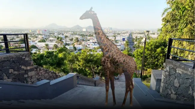 Culiacán: Secretario de Gobierno pide esperar informe oficial sobre jirafa del zoológico.