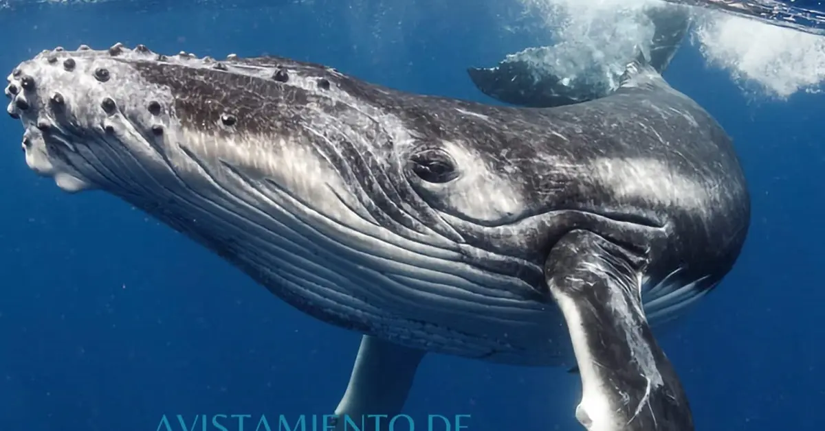 Costo y fechas para ver ballenas en la Costa Michoacana este enero del 2025