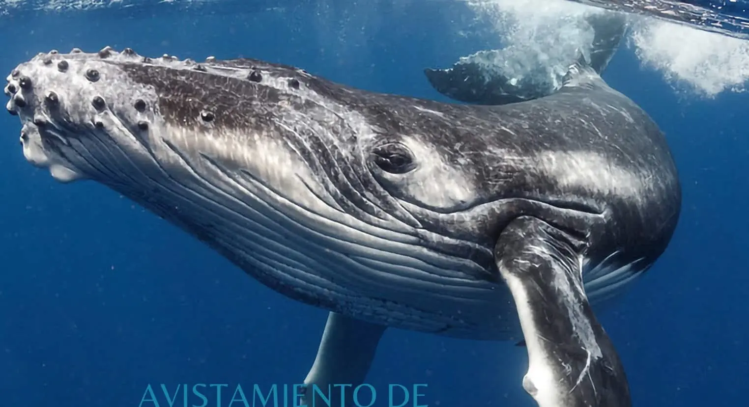 Avistamiento de ballenas en Michoacán: un espectáculo natural imperdible.