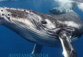 Costo y fechas para ver ballenas en la Costa Michoacana este enero del 2025