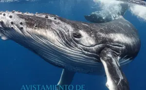 Costo y fechas para ver ballenas en la Costa Michoacana este enero del 2025