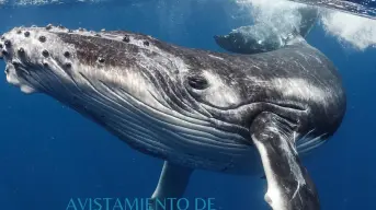 Costo y fechas para ver ballenas en la Costa Michoacana este enero del 2025