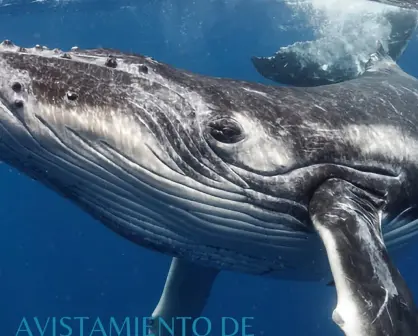 Costo y fechas para ver ballenas en la Costa Michoacana este enero del 2025