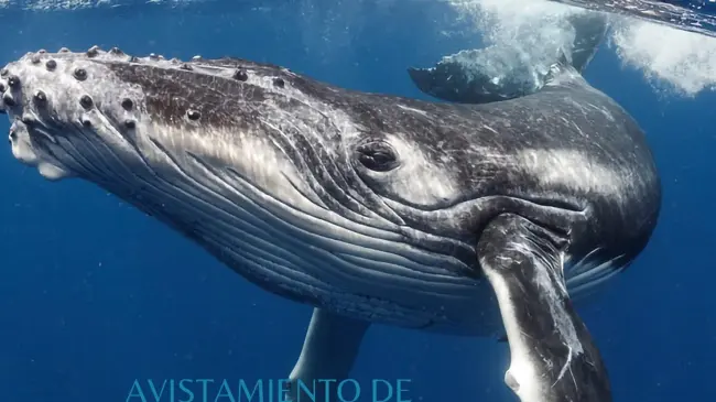 Avistamiento de ballenas en Michoacán: un espectáculo natural imperdible.