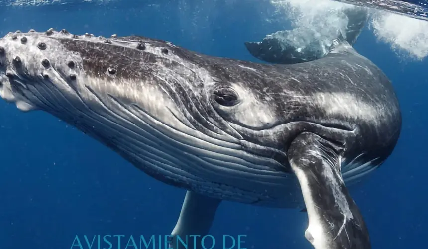 Avistamiento de ballenas en Michoacán: un espectáculo natural imperdible.