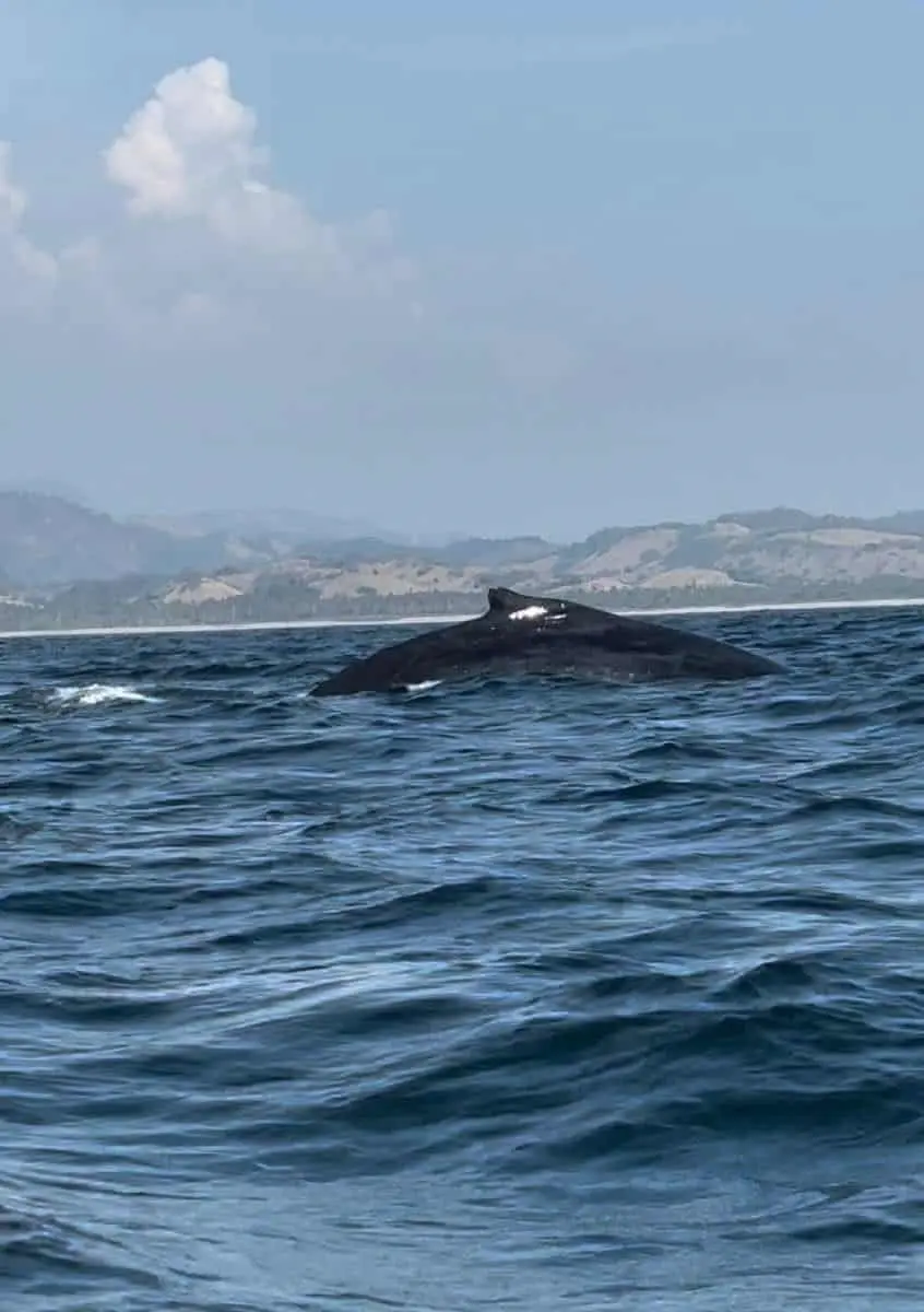 Ballenas a costas de Michoacán