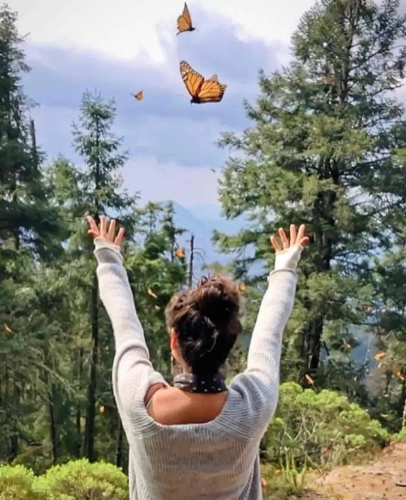 Santuario mariposa monarca en Michoacán