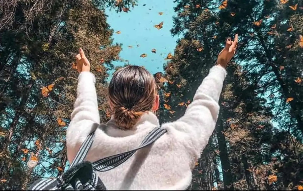 Descubre la magia de la Mariposa Monarca en los santuarios de Sierra Chincua, Senguio y El Rosario