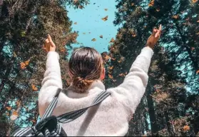 Descubre la magia de la Mariposa Monarca en los santuarios de Sierra Chincua, Senguio y El Rosario