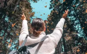 Descubre la magia de la Mariposa Monarca en los santuarios de Sierra Chincua, Senguio y El Rosario