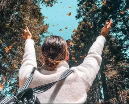 Descubre la magia de la Mariposa Monarca en los santuarios de Sierra Chincua, Senguio y El Rosario